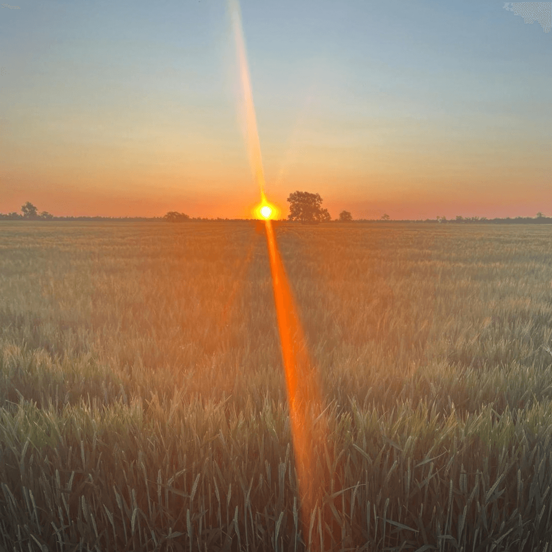 Bright sunset over a wheat field in Australia