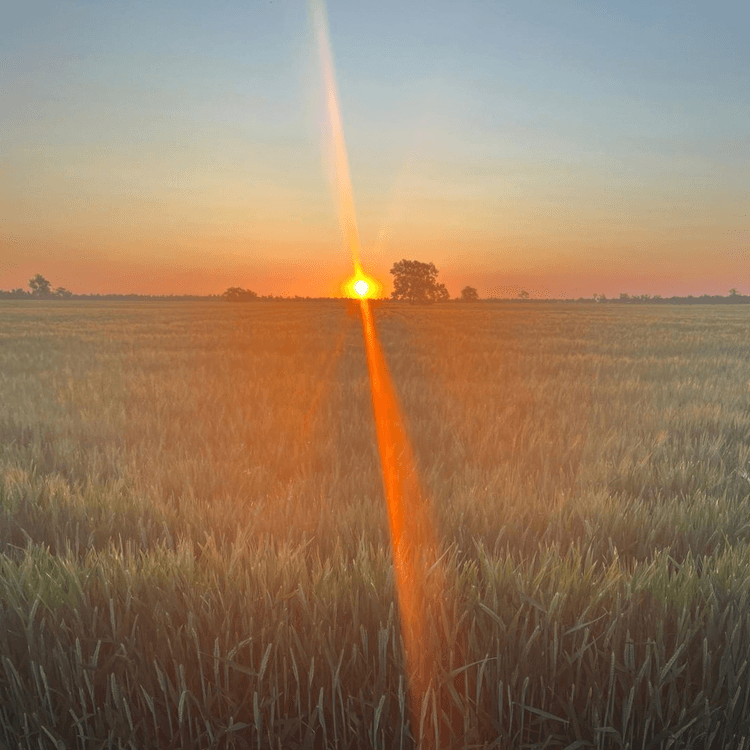 Bright sunset over a wheat field in Australia