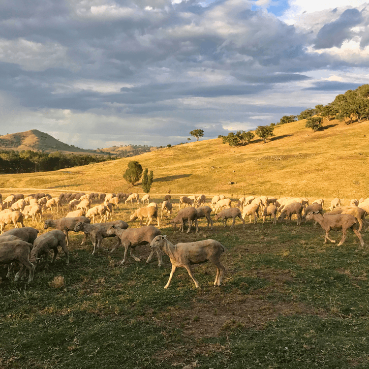 Sheep on plains at Will Onus's Tumut property