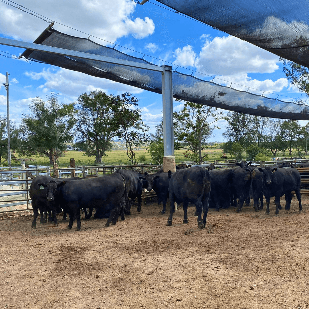 Wagyu cattle belonging to Ruminati COO Will Onus before slaughter.