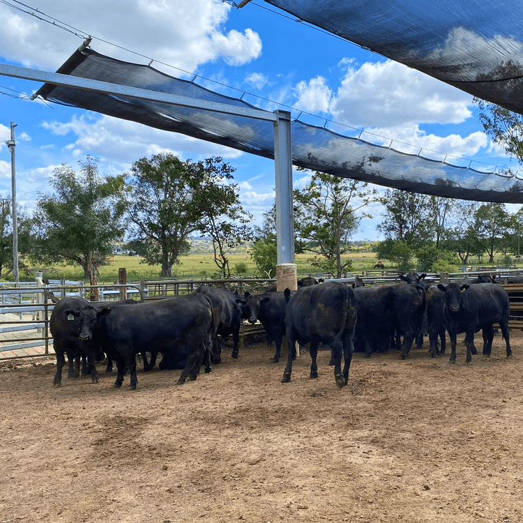 Wagyu cattle belonging to Ruminati COO Will Onus before slaughter.