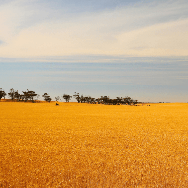 An Australian wheat field bathed in golden light