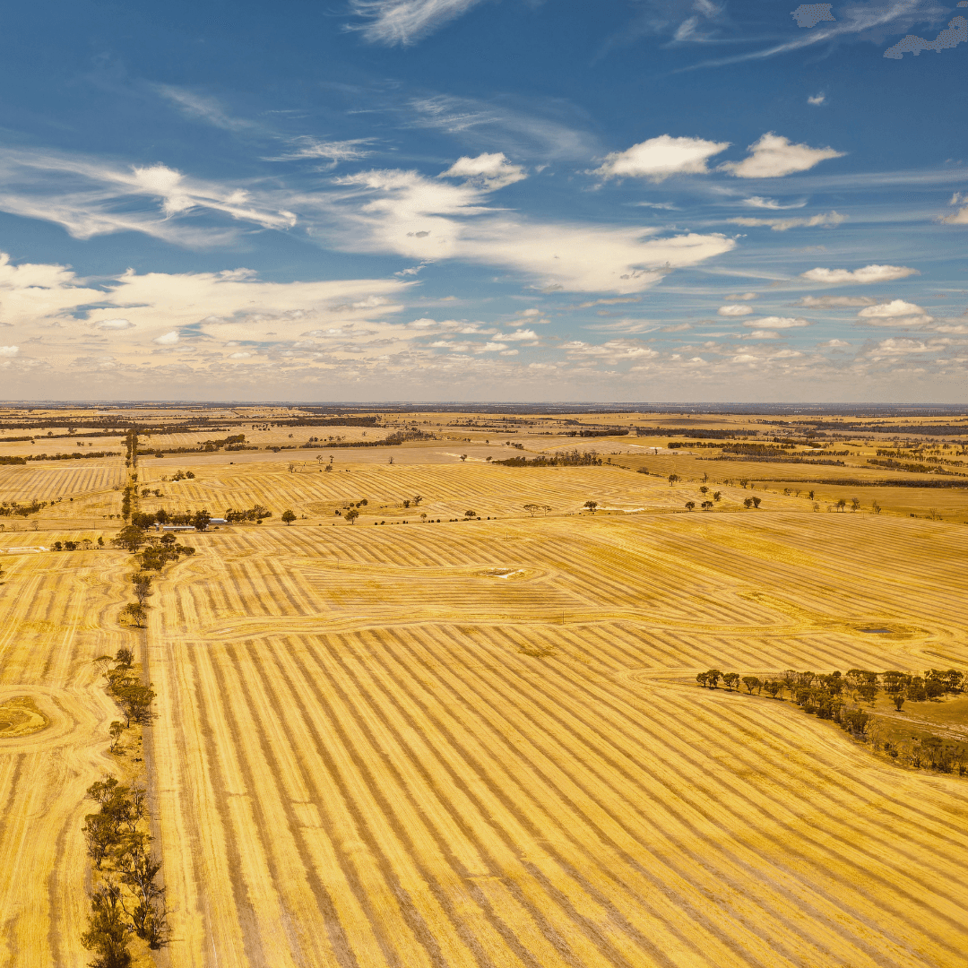 A wheat field in Australia