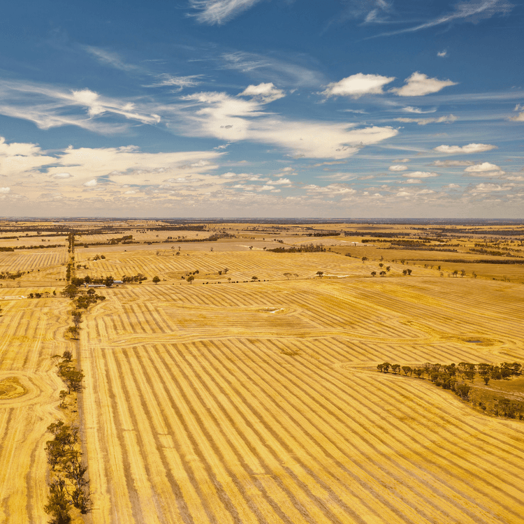 A wheat field in Australia