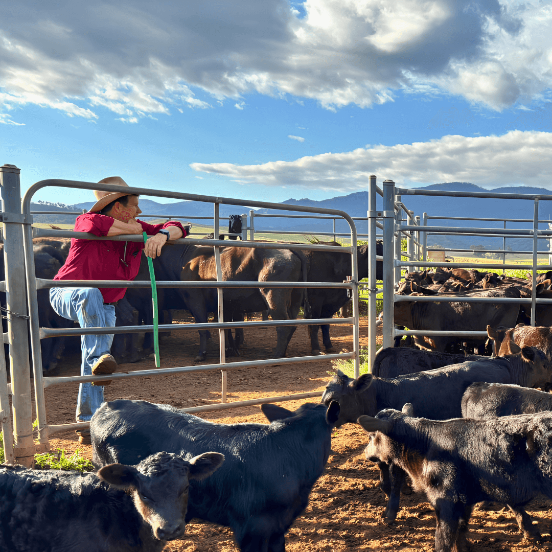 Picture of a farmer in NSW watching cattle at a saleyard