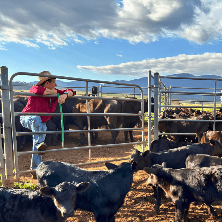 Picture of a farmer in NSW watching cattle at a saleyard