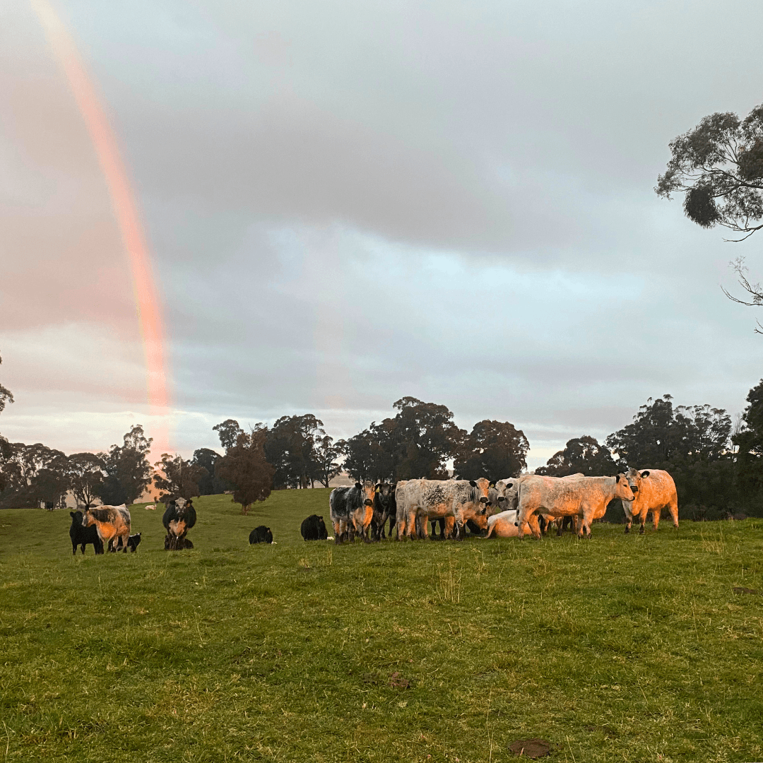 Cattle in a green field on Ruminati Customer Engagement Lead Bill Findlay's farm.