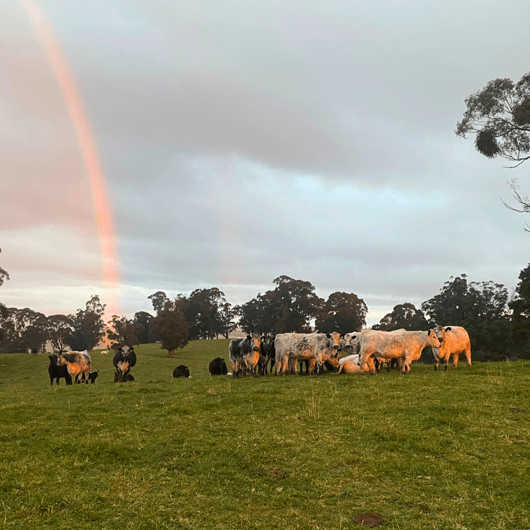 Cattle in a green field on Ruminati Customer Engagement Lead Bill Findlay's farm.