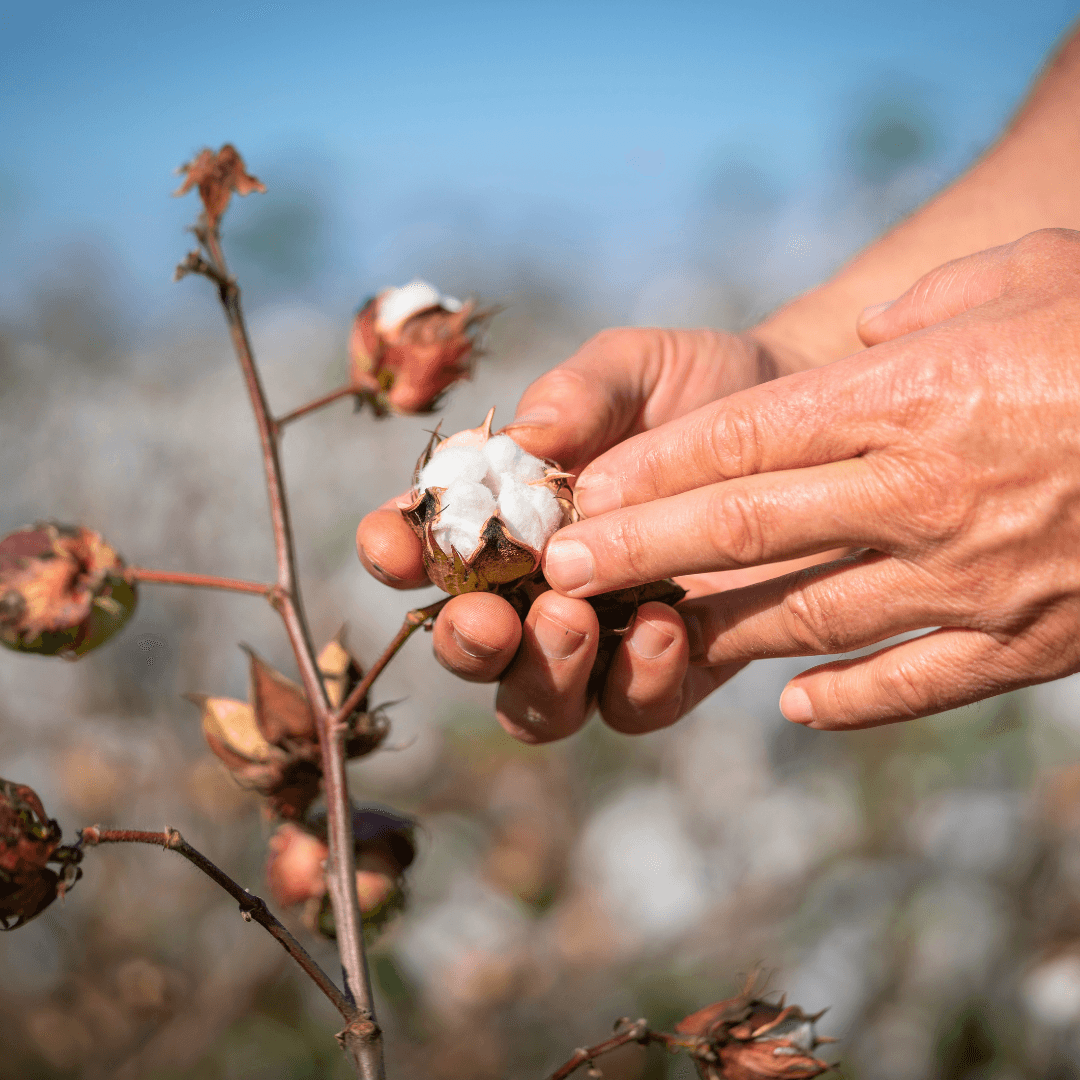 photo of cotton farmer's hands