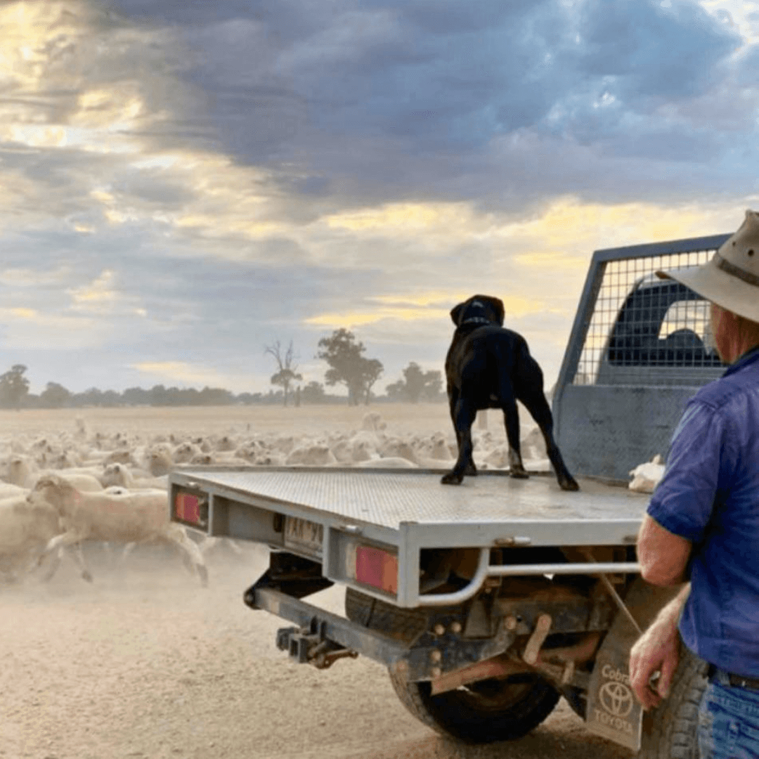 Australian sheep farmer with a ute and farm dog (taken by Ruminati legal counsel Kristen Roy)