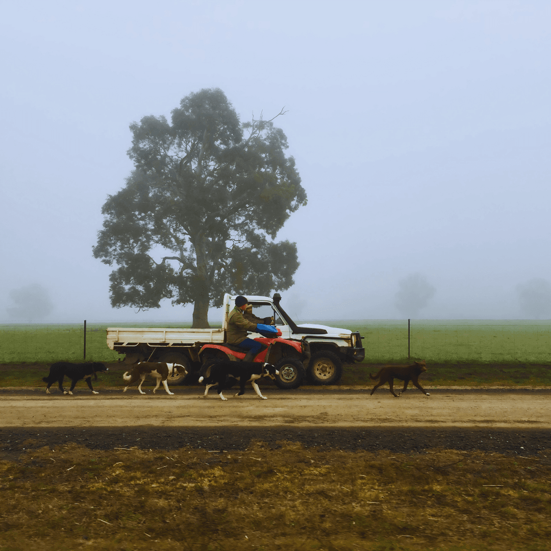 Ruminati CEO Bobby Miller driving across his farm Cooininee with farm dogs on a misty morning.