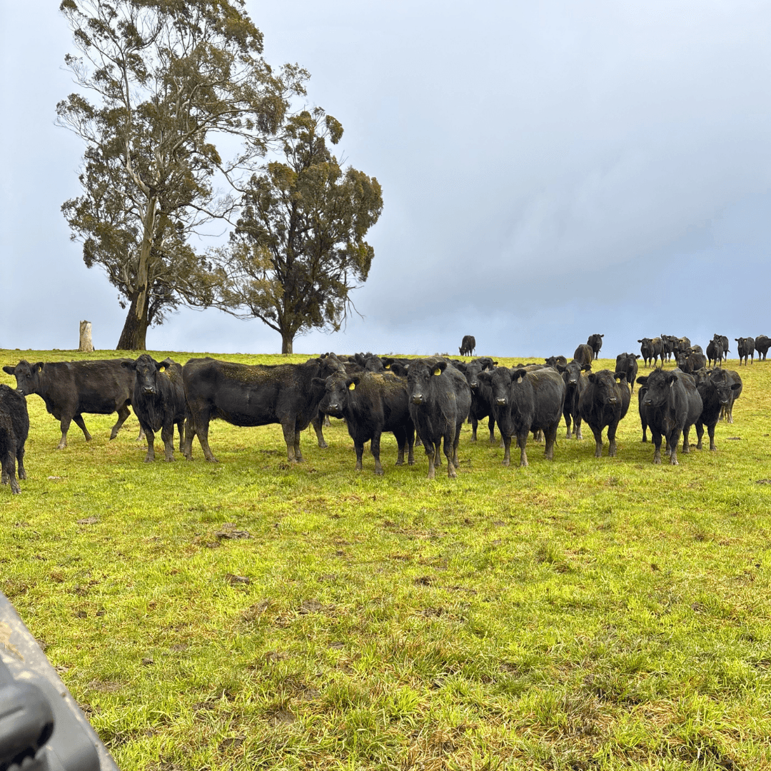 Cows in a field on a Ruminati farm