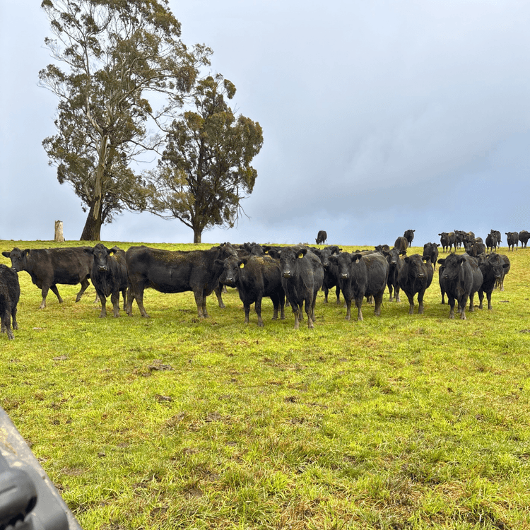 Cows in a field on a Ruminati farm