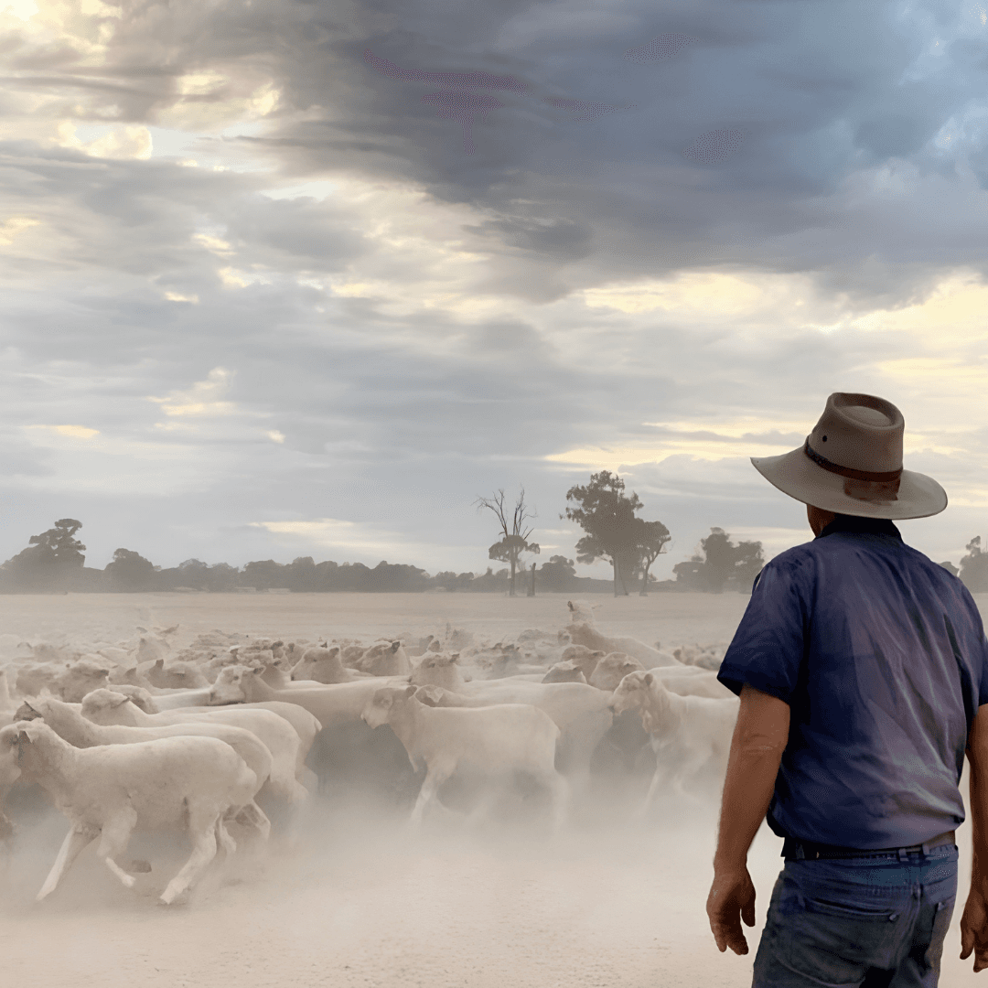 A farmer stares out at his herd of sheep